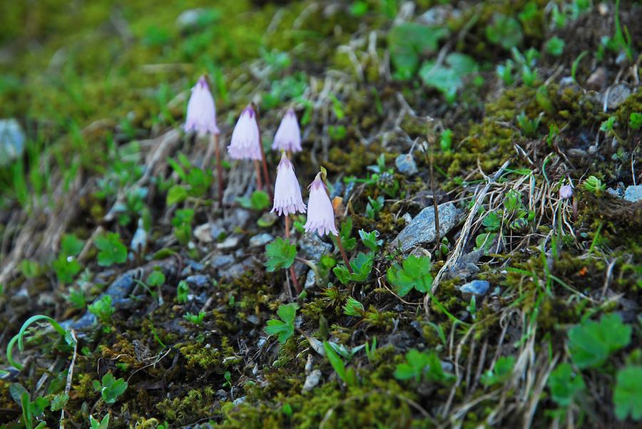 Niedriges Alpen-Glöckchen