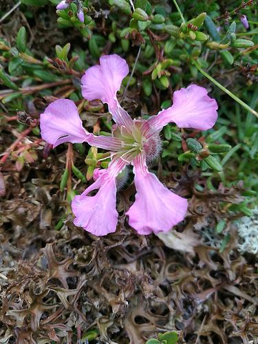 Zwerg-Seifenkraut Blüte