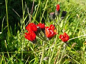 noch geschlossene Blüten