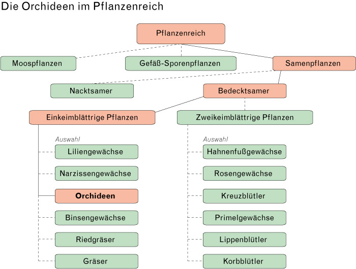 Bild 'Systematik_Orchideen'