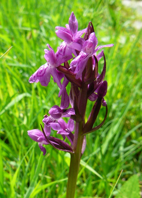 38+ Heimische orchideen in wort und bild , Orchideengewächse Flora Natur im AustriaForum