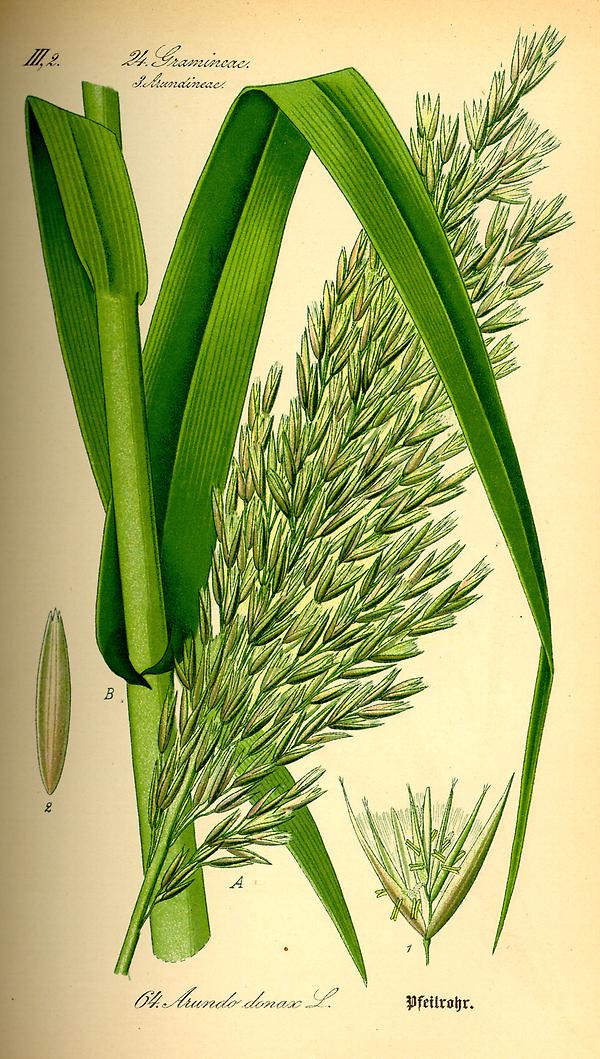 tafel_066_Arundo donax.jpg