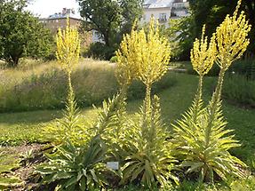 Königskerzen in voller Blüte