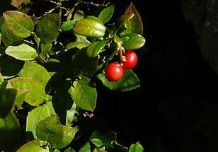 zwei Beeren