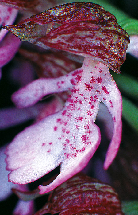 Purpur-Knabenkraut, Detail