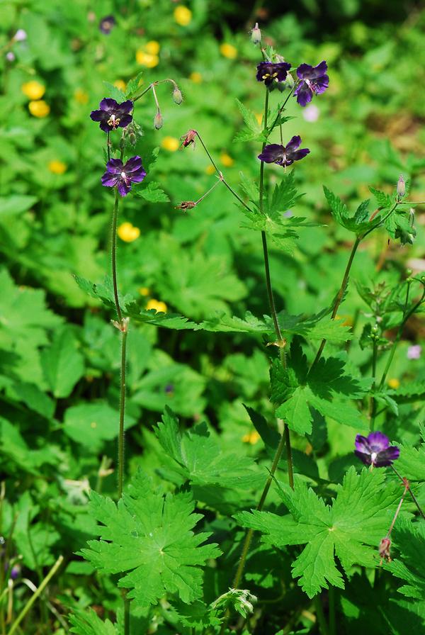 Purpurbrauner Storchenschnabel