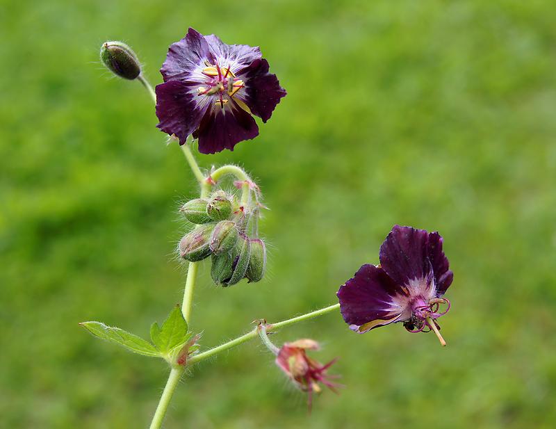 Purpurbrauner Storchschnabel