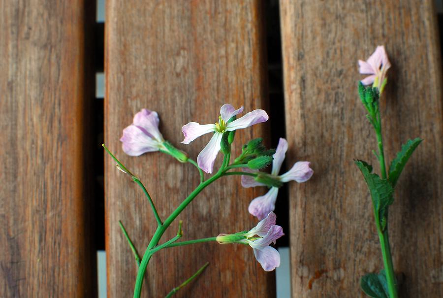 Radieschen, Blüten