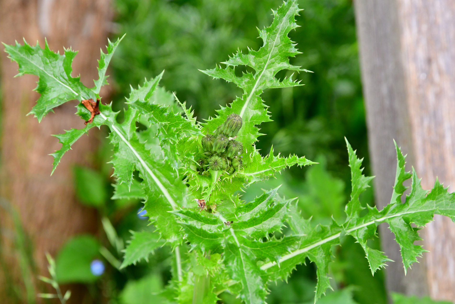 Raue Gänsedistel (2) | Raue Gänsedistel | Flora | Natur im Austria-Forum