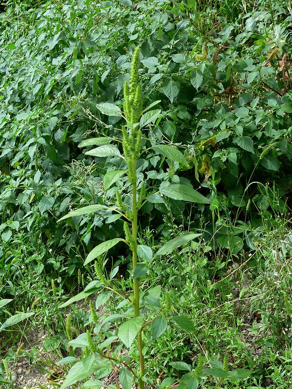 Raustängeliger Amaranth