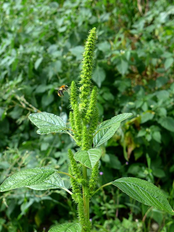 Raustängeliger Amaranth