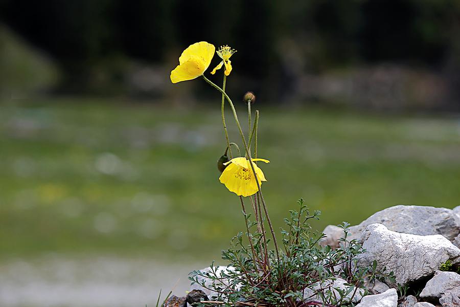 Rhaetischer Alpenmohn oder Dolomitenmohn