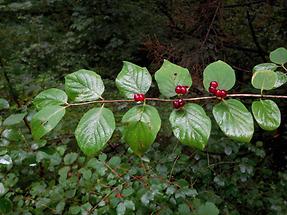 Reife Heckenkirschen