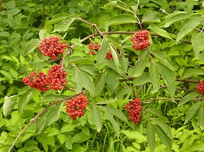 Beeren, Niedere Tauern 2012