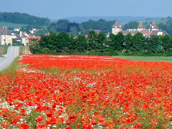 Roter Mohn, Klatschmohn