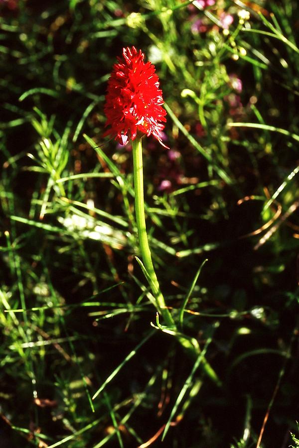 Rotes Kohlröschen