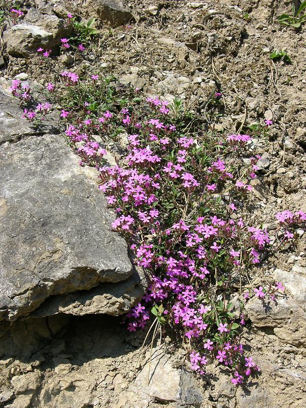 Rotes Seifenkraut