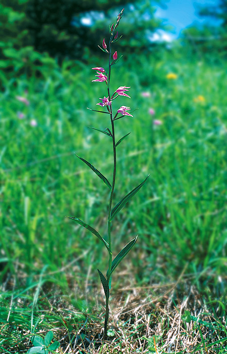 Rotes Waldvöglein, Foto