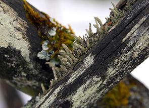 Rotfrüchtige Säulenflechte