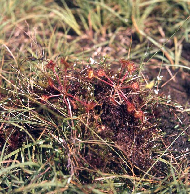 Rundblättriger Sonnentau