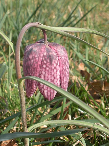 Schachblume