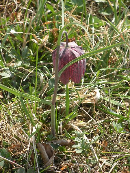 Schachblume