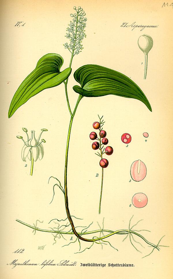 tafel_114_Maianthemum bifolium.jpg