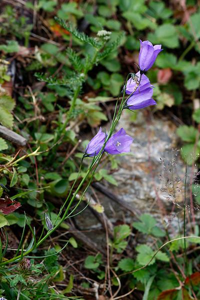 Scheuchzer Glockenblume