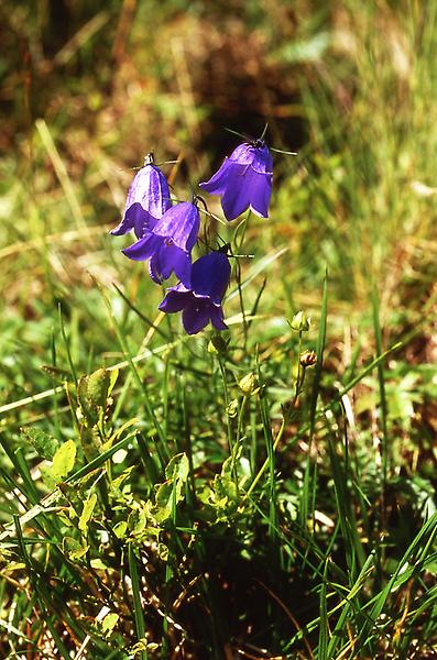 Scheuchzer-Glockenblume