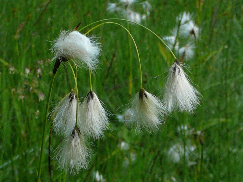 Schmalblättriges Wollgras