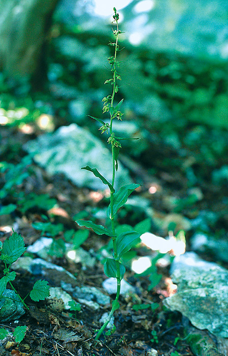 Schmallippen-Stendelwurz