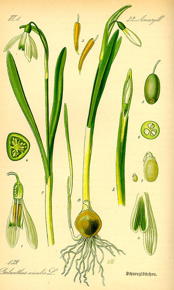 tafel_141_Galanthus nivalis.jpg