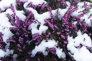 Schneeheide im Schnee