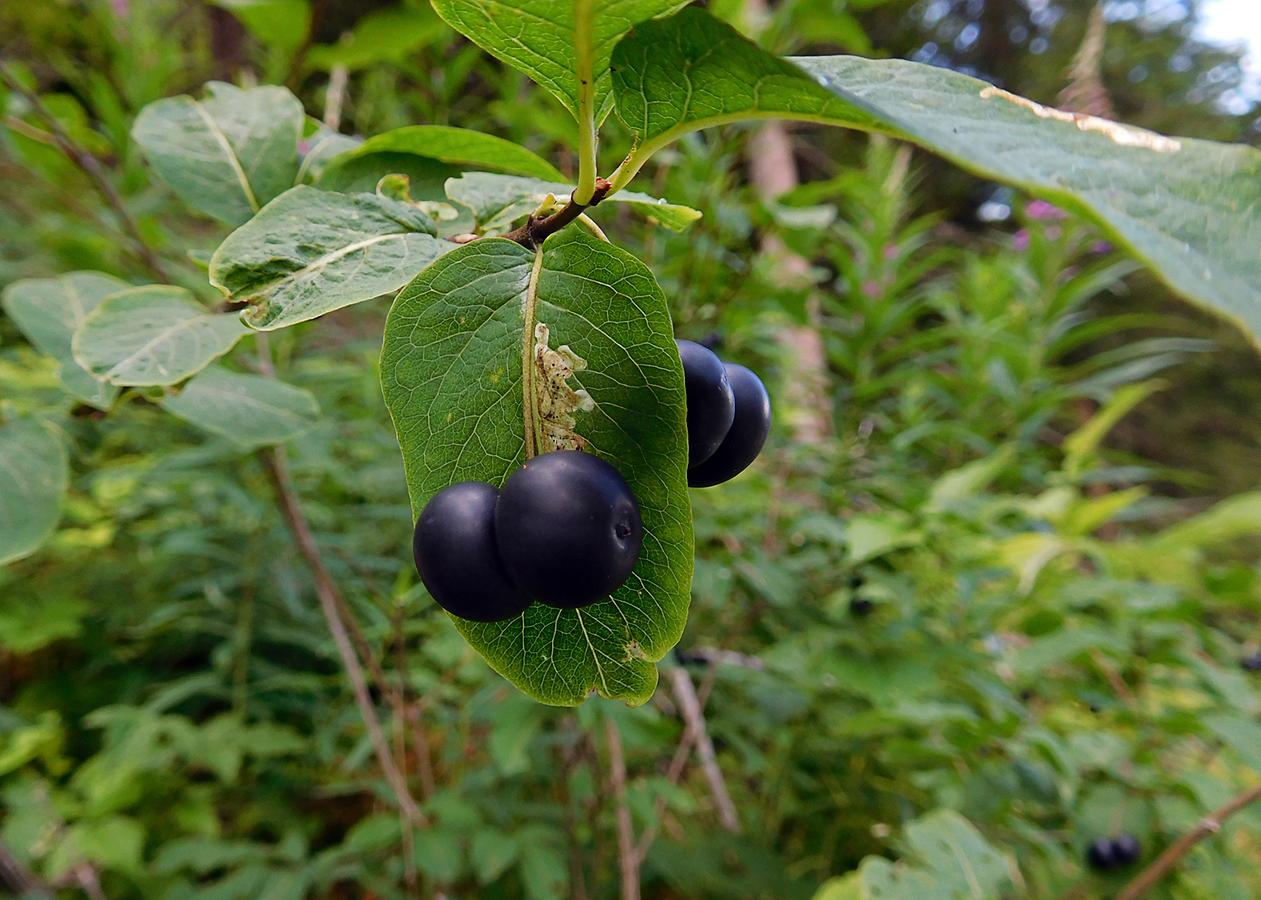 Reife Schwarze Heckenkirschen