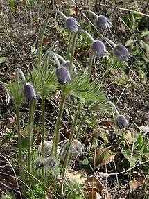 geschlossene Blüten