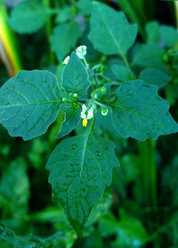 Schwarzer Nachtschatten