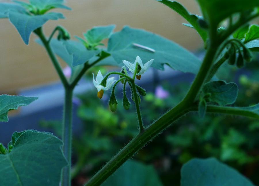 Schwarzer Nachtschatten