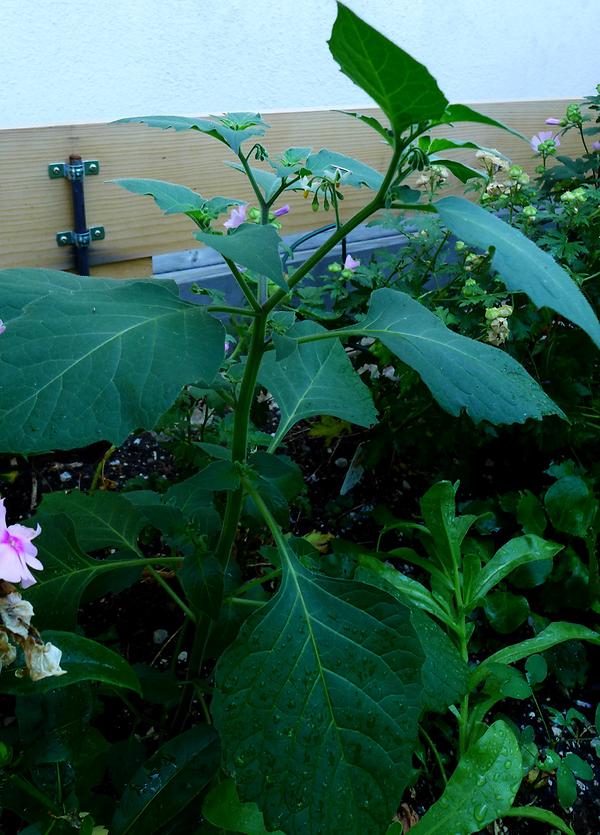 Schwarzer Nachtschatten