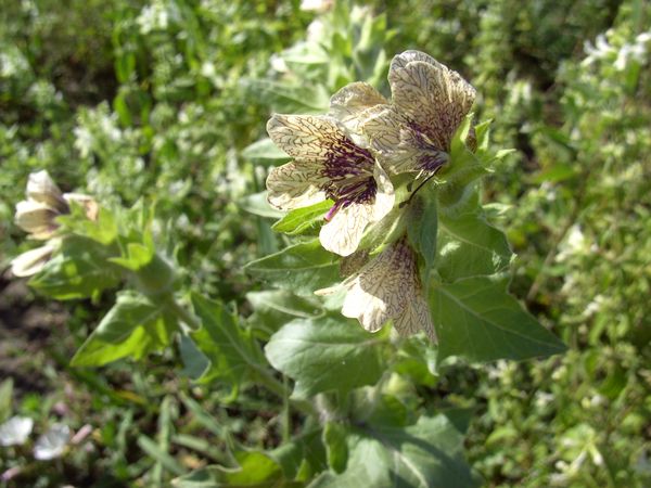 Schwarzes Bilsenkraut