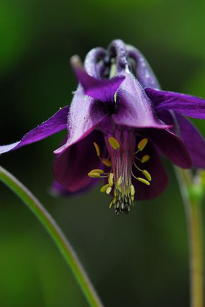 Schwarzviolette Akelei