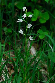 Blüte (1)