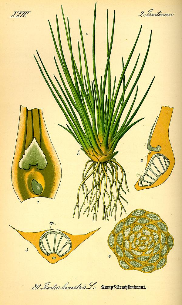 tafel_020_Isoetes lacustris.jpg