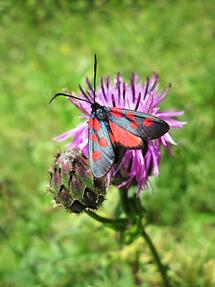 Blüte mit Hufeisenklee-Widderchen (2)