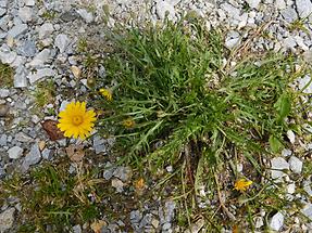 leontodon autumnalis