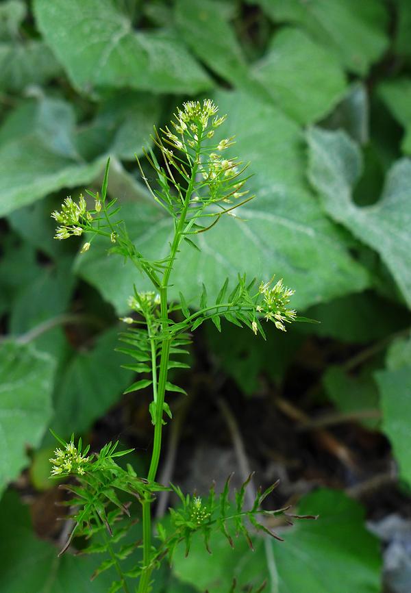 Spring-Schaumkrau