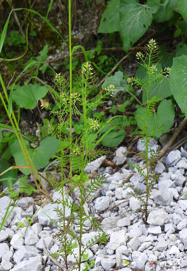 Spring-Schaumkrau