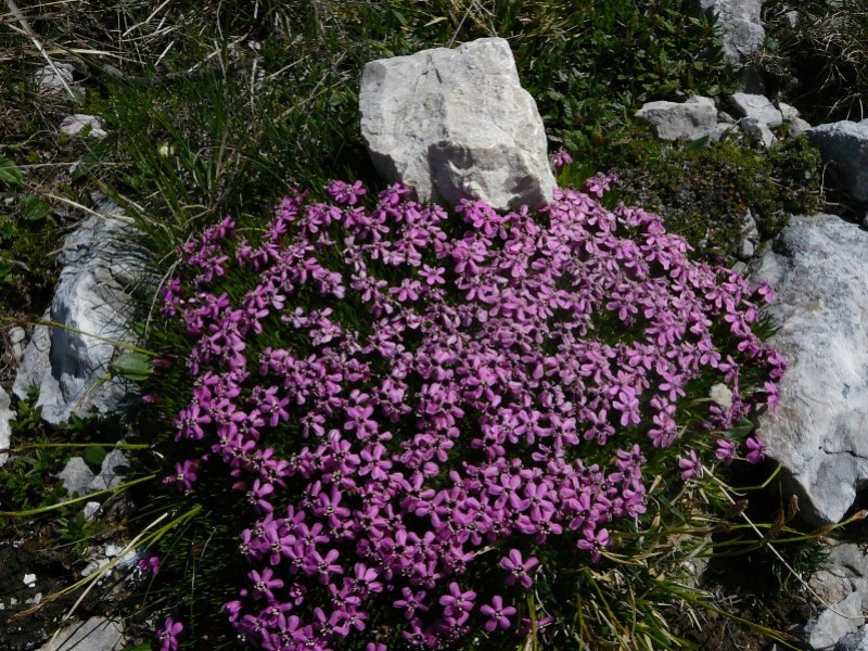 Stängelloses Leimkraut