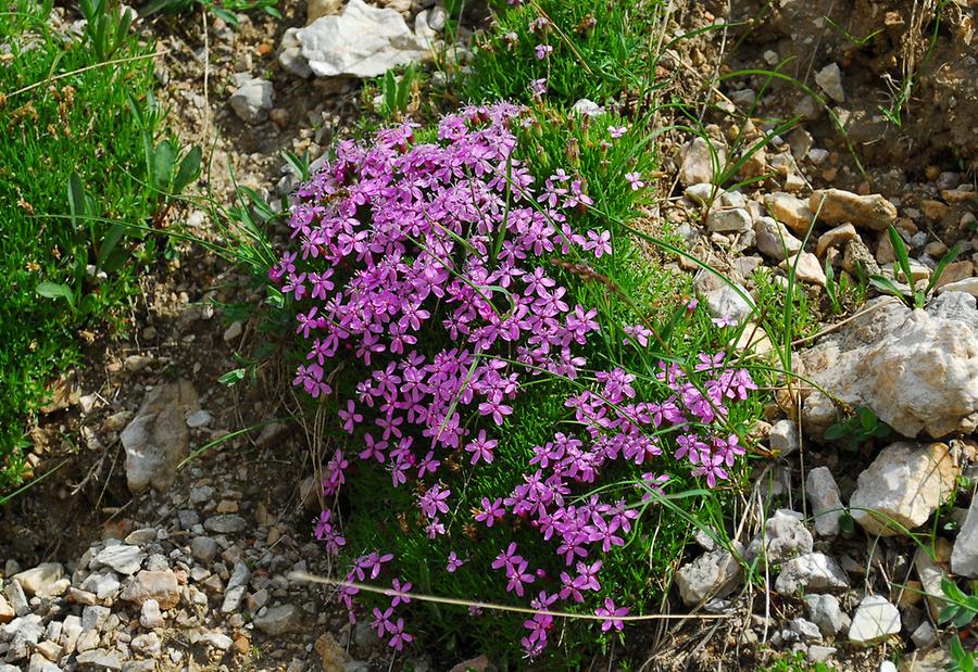 Stängelloses Leimkraut