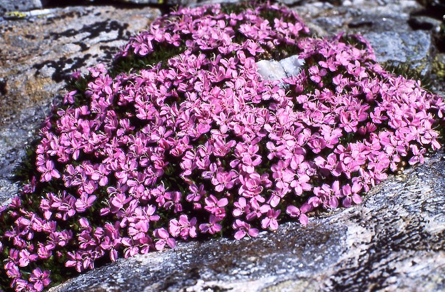 Stängelloses Leimkraut