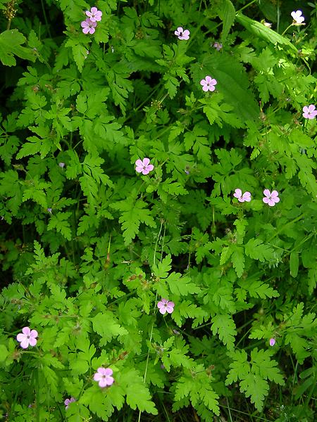 Stinkender Storchschnabel